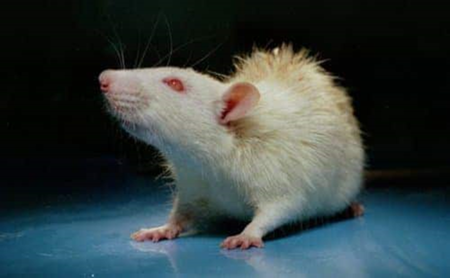 SDT/Jcl Rats: Type 2 Diabetic Model  Rat Model with Severe Diabetic Ocular Complications